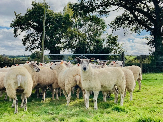 Grass Fed Lamb Meat Box