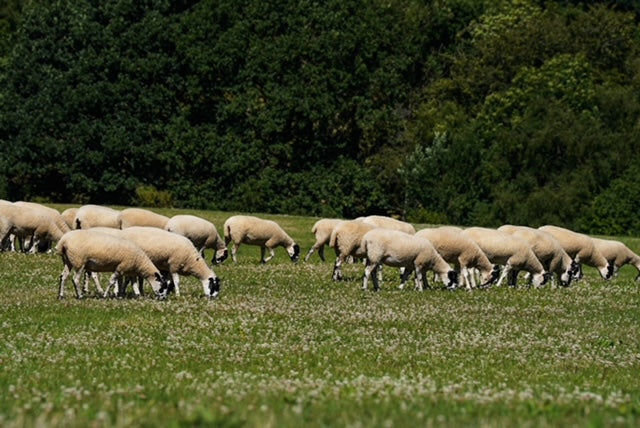 Grass Fed Lamb Meat Box