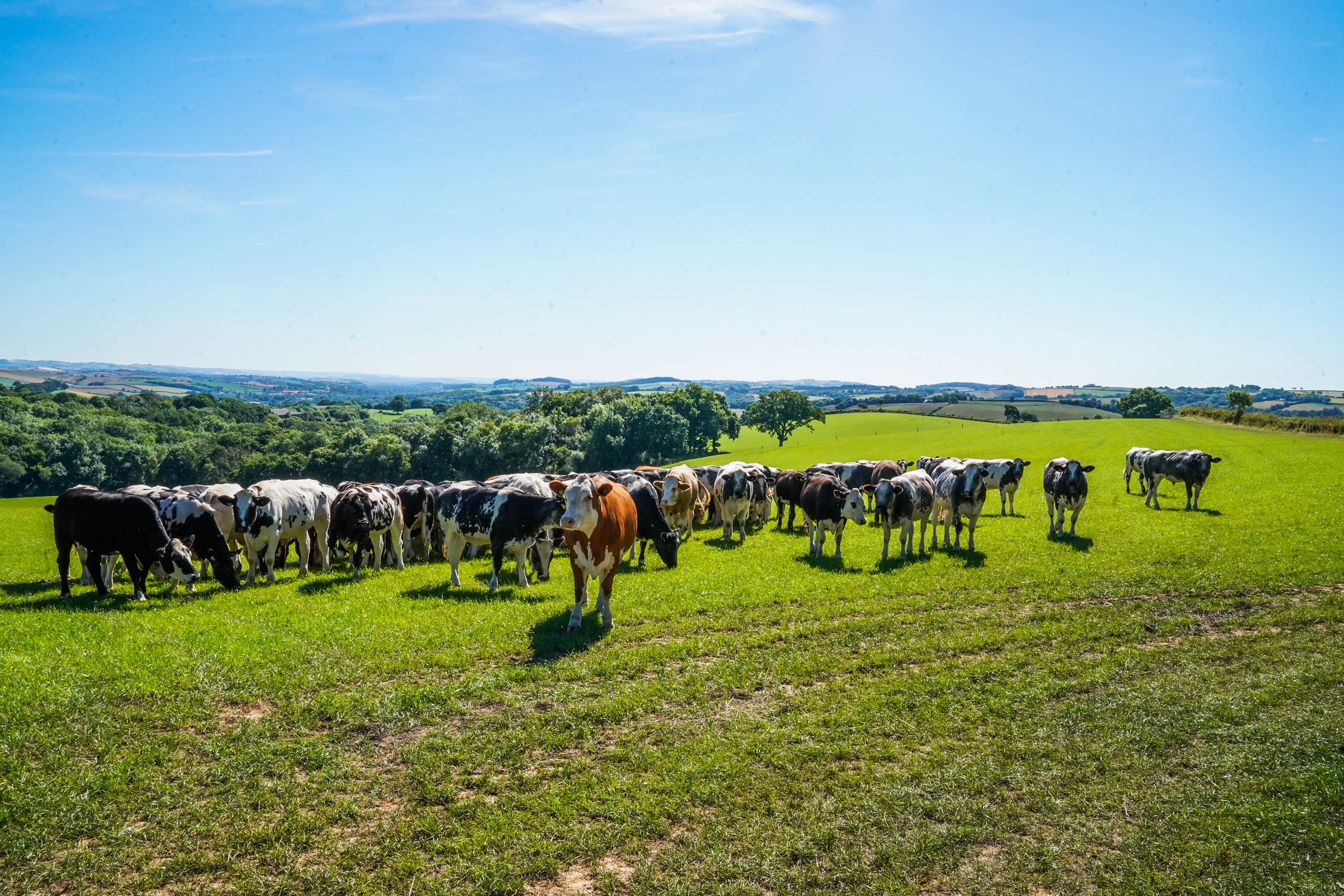 Meat Boxes from Colebrooke Farm Shop | The Little Larder